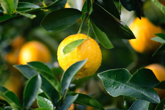 Optimisez votre alimentation